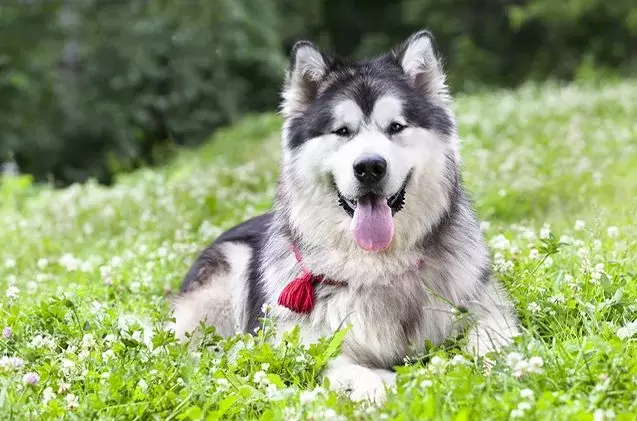Alaskan Malamute2