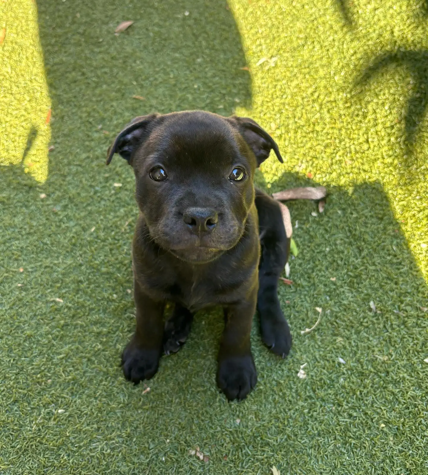 Amerikanischer Staffordshire Terrier