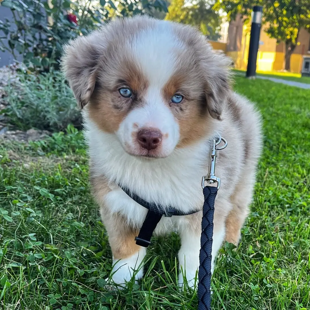 Australischer Schäferhund